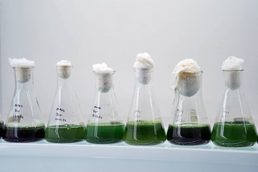 İstanbul'da buradan tutulan balıkları sakın yemeyin! Suda oksijen kalmadı, ağır metal ve pestisit var 6